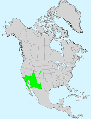 North America species range map for Smooth Threadleaf Ragwort, Senecio flaccidus var. monoensis: Click image for full size map.